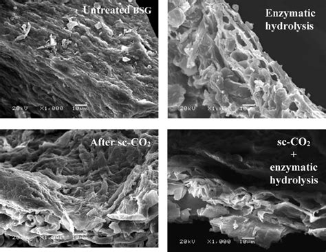 SEM micrographs (1000 × magnifications) of the different BSG samples ...