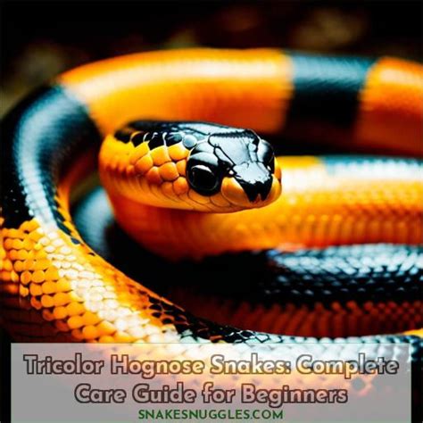 Tricolor Hognose Snake Care: a Comprehensive Guide to These Unique Pets