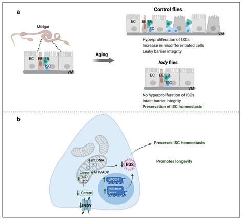 Indy Reduction Preserves Isc Homeostasis A Aging Causes Disruption Download Scientific