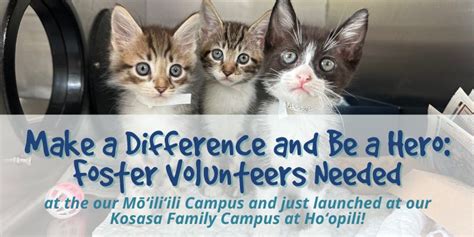 Become a Foster Volunteer : Hawaiian Humane Society