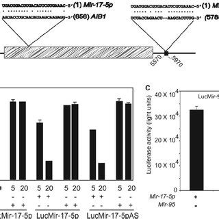 AIB1 Is A Target Of Mir 17 5p A Sequence Alignment And Diagram Of