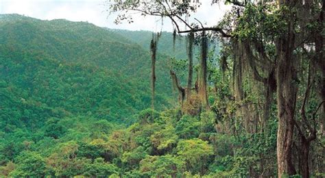 Ecosistemas Bosques Tropicales De Hoja Ancha Bosques De Coníferas Y