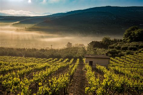 Lhistoire De La Viticulture En Cr Te Gr Ce Hebdo