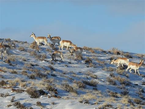 Pronghorn Antelope - Free photo on Pixabay