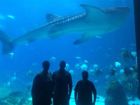 We loved seeing the whale shark at Atlanta aquarium | Whale shark, Whale, Enjoy life