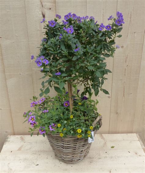 Rieten Plantenbak Solanum Nachtschade Met Zomerbloeiers Mix H Cm