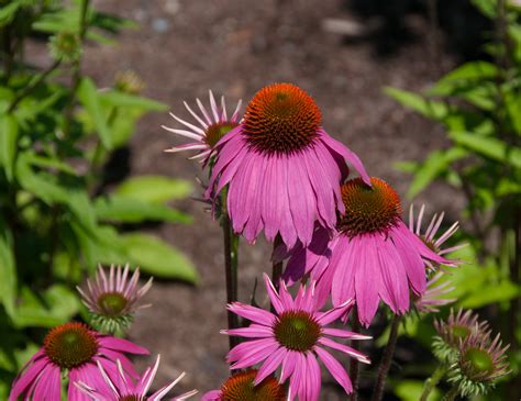 Echinacea Purpurea ‘kims Knee High Purple Coneflower