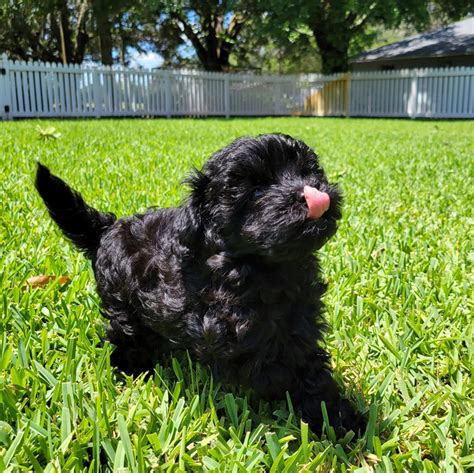 Emily - Black Maltipoo Puppy (Female) - Michele's Puppies & Paws