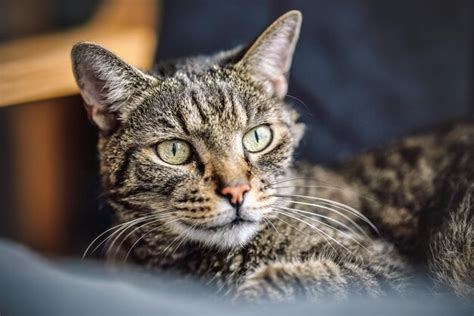 Gato Malhado Marrom Cinza Descansando Na Poltrona Olhando Curiosamente