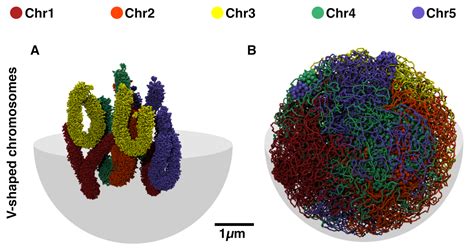 Epigenetic-based modelling of Arabidopsis thaliana genome - EUTOPIA