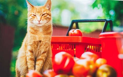 Puede Mi Gato Comer Tomates Desc Brelo Aqu Espaciomascotas