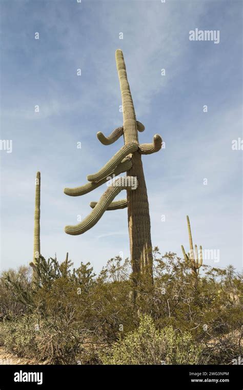 Saguaro And Arms Hi Res Stock Photography And Images Alamy