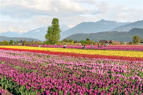 Wander the tulip fields in Chilliwack: Tulips of the Valley | Non Stop ...