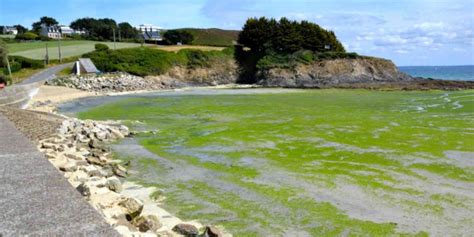 Les marées d algues vertes en Bretagne