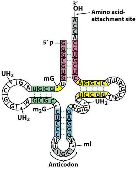 Animal Protein Structure 