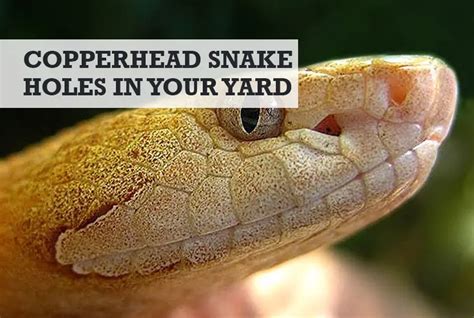 How To Get Rid Of Copperhead Snakes In Your Yard