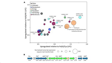 A Methanosarcina Barkeri Ms Gene Transcripts That Were Download Scientific Diagram