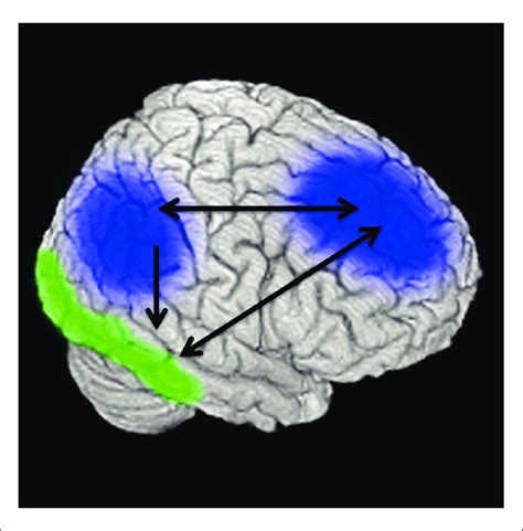 Location of regions of the lateral prefrontal cortex, inferior... | Download Scientific Diagram