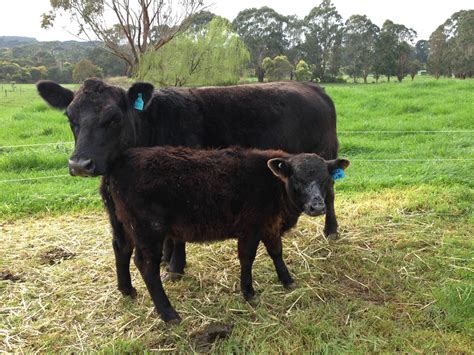 Lowline Beef Cattle Stud Breeding Alca