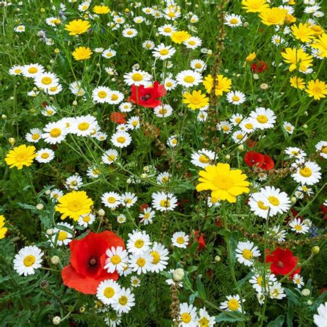 Regional Wildflower Seed Mixes | Tailored for Your Area