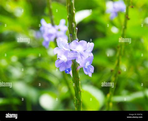 Purple Flowers on Roatan island Stock Photo - Alamy