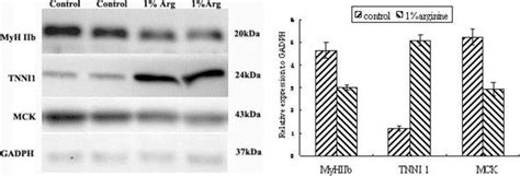 Troponin I Type Slow Skeletal Antibody Nbp By Novus Part