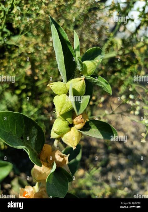 Planta Medicinal De Ashwagandha Utilizada En Medicinas Ayurvédicas Esta Planta También Conocida