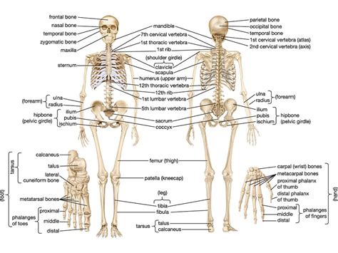 Skeleton Study Solutions