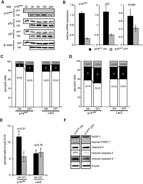 P14 ARF Activates The TP53 Pathway And Induces G1 Arrest Or Apoptosis