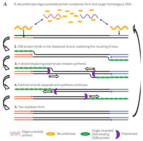 Schematic Diagram Of Rpa Reaction Mechanism Adapted From Twistamp