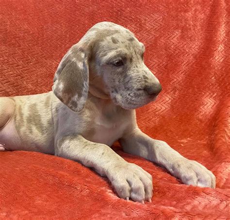 Akc Lilac Brindle Merle Male Great Dane Looking For A Forever Home