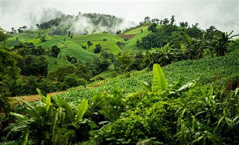 Qué Malas Prácticas Agrícolas Están Presentando En La Costa Y Sierra