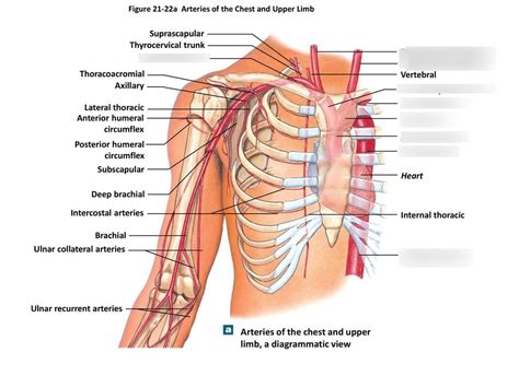 Thoracic Arteries Human Diagram Quizlet