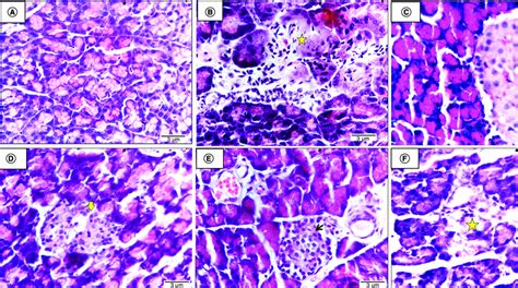 histological investigations  pancreatic tissue   groups