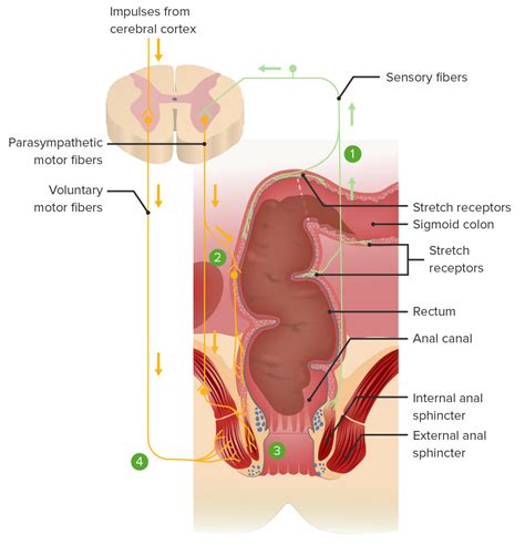 Cebolla Elegante Administraci N Anatomia De Recto Y Ano Suspensi N A