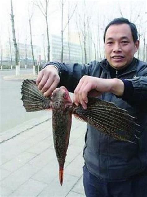 似鱼非鱼，似鸟非鸟，长着翅膀的奇特海洋生物“鲂鮄”