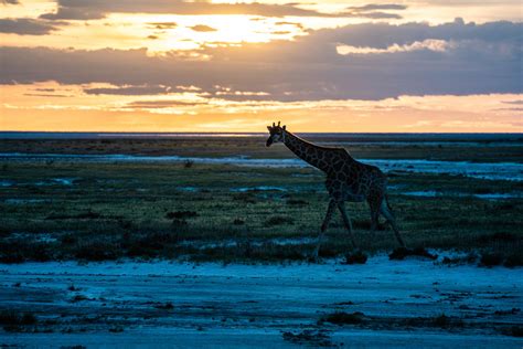 Etosha Park Ongelooflijke Weetjes Over N Van De Mooiste Parken Ter