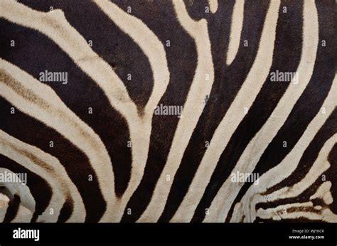 Skin of Common Zebra, Burchell's Zebra Stock Photo - Alamy