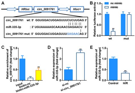 Circ Served As A Mirna Sponge For Mir P A The Binding