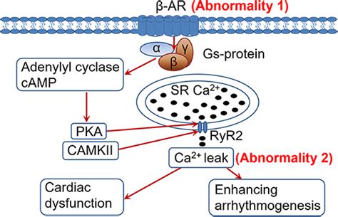 Frontiers β Adrenergic Receptor Desensitization Down Regulation in