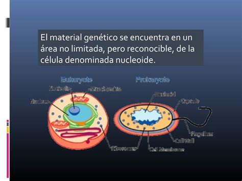 Fundamentos De La Gen Tica Ppt