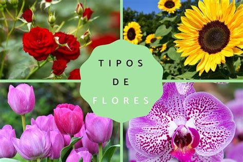 10 tipos de flores con sus nombres más comunes Plantasmanía