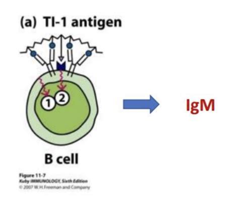 Lecture 19: B Cell Activation part 2 Flashcards | Quizlet 