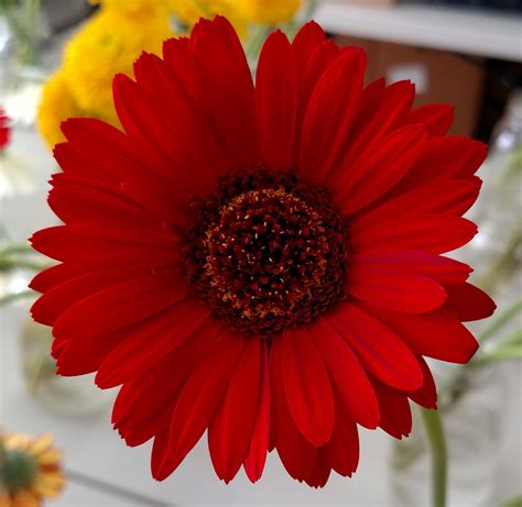 Gerbera jamesonii 非洲雏菊巴伯顿雏菊Gerbera雏菊Gerber雏菊德兰士瓦雏菊Veldt雏菊 北卡罗来纳州