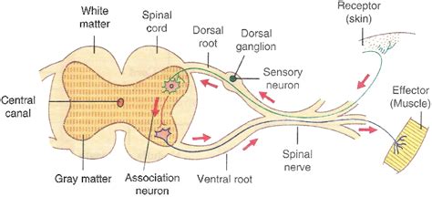 Draw A Neat Diagram Of The Cross Section Of Spinal Cord Knowledgeboat