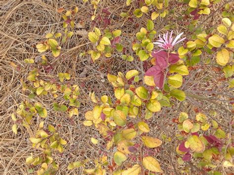 Loropetalum Yellow Leaves Walter Reeves The Georgia Gardener