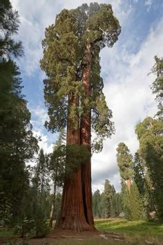 big  tall trees ideas scenery beautiful tree tall trees
