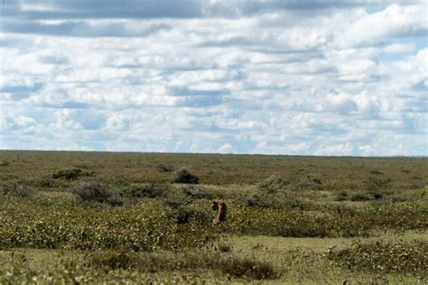 Big Five Os Cinco Grandes Animais Do Safári Na África Além Da Fronteira