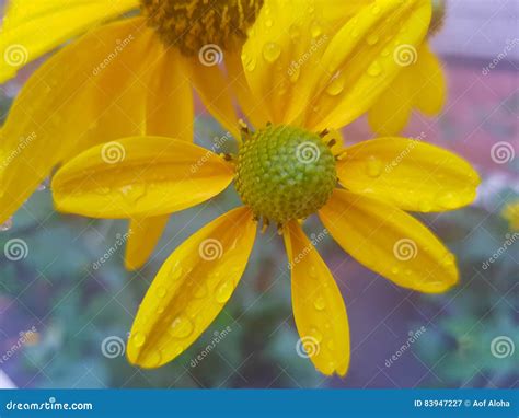 Beautiful Yellow Flowers Stock Image Image Of Daisy 83947227