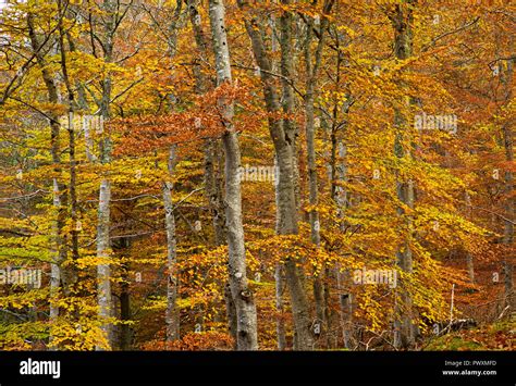 Colourful autumn foliage on birch trees in Rothiemurchus Estate woodland, Inverdruie, near ...